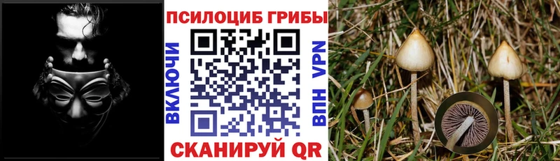Псилоцибиновые грибы Psilocybine cubensis  как найти наркотики  Гороховец 